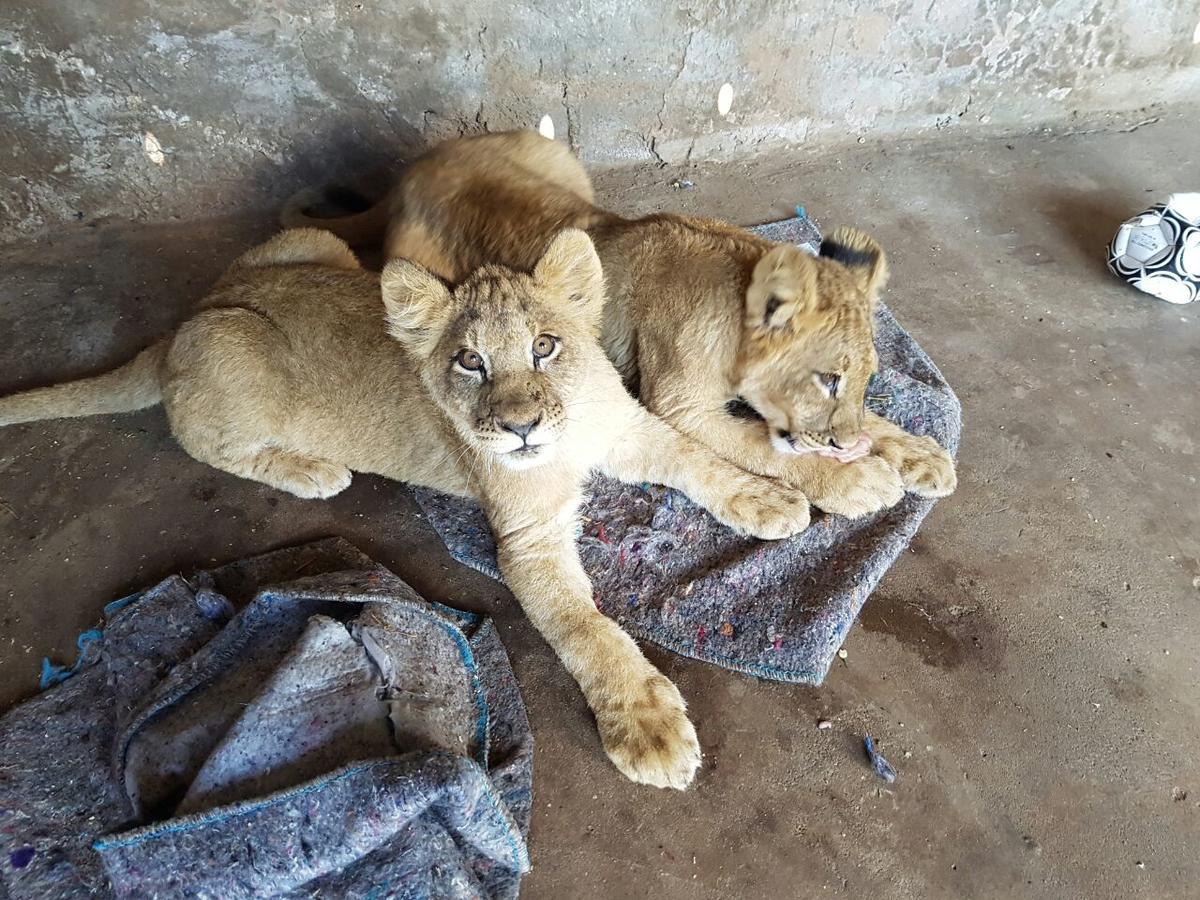 Thandabantu Game Lodge Roossenekal Kültér fotó